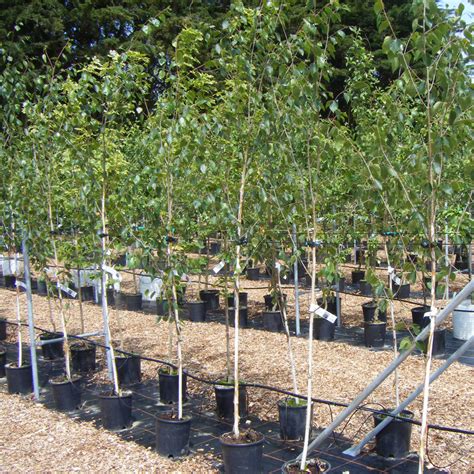 Buy Your Himalayan Birch Tree Betula Jacquemontii M Tall King