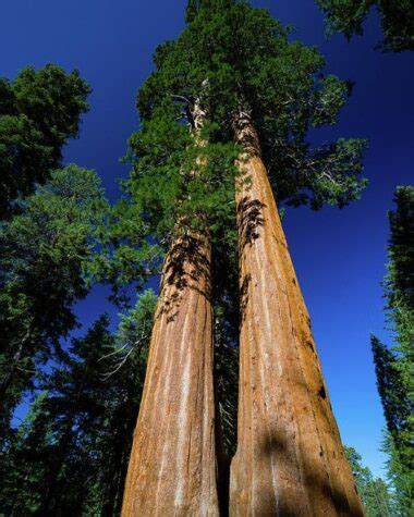 100 SEMILLAS Sequoia Gigante Sequoiadendron Giganteum Semillas Del