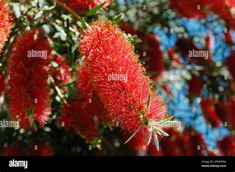 Beautiful Crimson Bottlebrush Blossoms On A Tree Lemon Bottlebrush