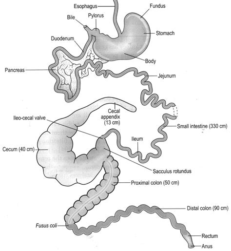 Part 6: Rabbit Abdominal Viscera – Supplemental – Dissection Lab Guide ...