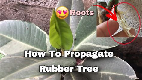 How To Propagate Rubber Tree Plant Using Water Marcotting Tutorial