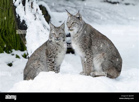 European Lynx, Felis lynx, two sitting in snow, Germany Stock Photo - Alamy
