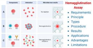 Agglutination Reactions Types Tests Applications