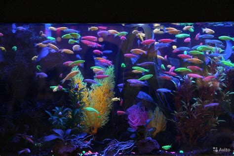 Светящиеся (флуоресцентные) аквариумные рыбки. GloFish