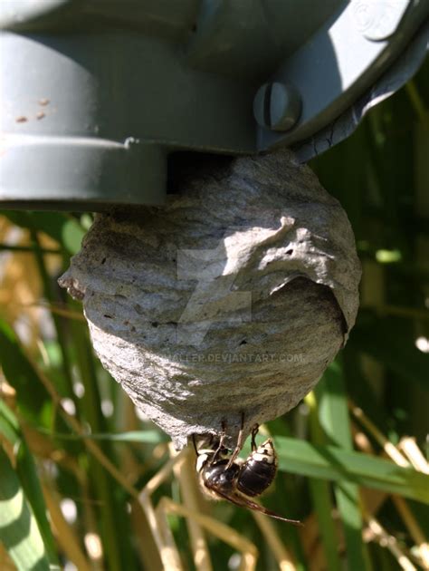 Bald-Faced Hornet Queen by HerrHaller on DeviantArt