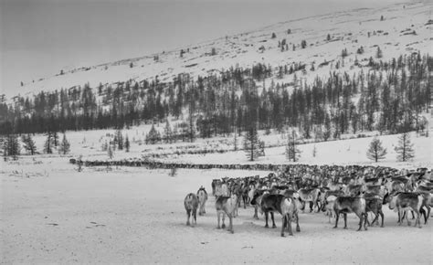 En imágenes La vida al límite de los pastores nenets de Siberia