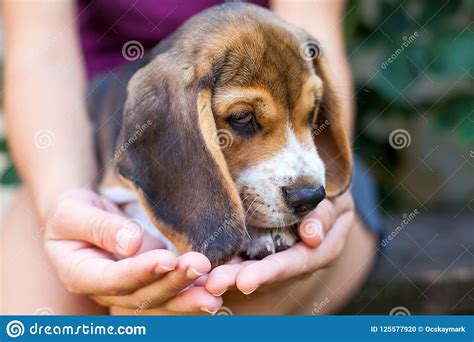 Tricolor Purebred Beagle Puppy Stock Photo - Image of canine, breed: 125577920