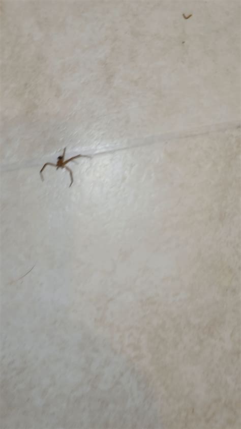 Identification request - Southern Indiana : r/spiders