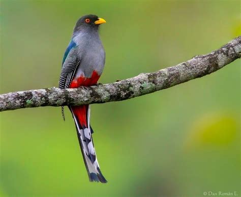 Hispaniolan Trogon – birdfinding.info