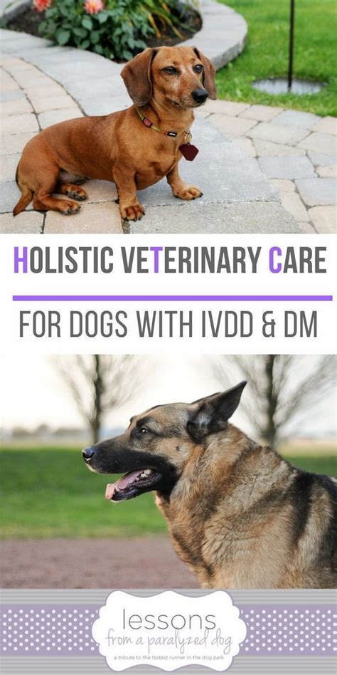 Degenerative Myelopathy Treatment Holistic