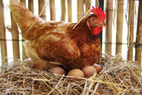 Ayam Berkembang Biak Dengan Ovipar Ini Penjelasannya