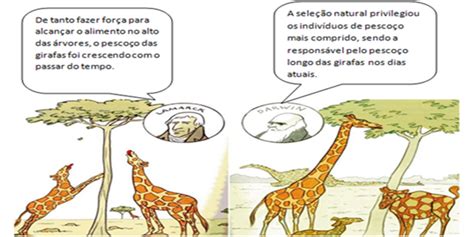 Evolução Humana Nomes