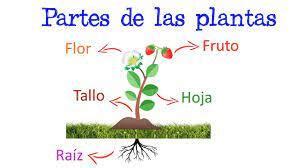 Print Froggy Jumps Las Partes De Las Plantas Biolog A Planta Flor