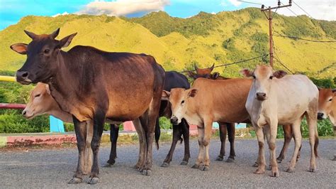 Sapi Lembu Jinak Berkumpul Di Jembatan Warna Warni Kawanan Suara Sapi