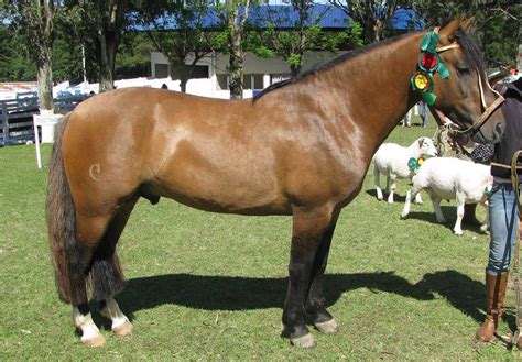 Cavalo Crioulo Classificados De Animais