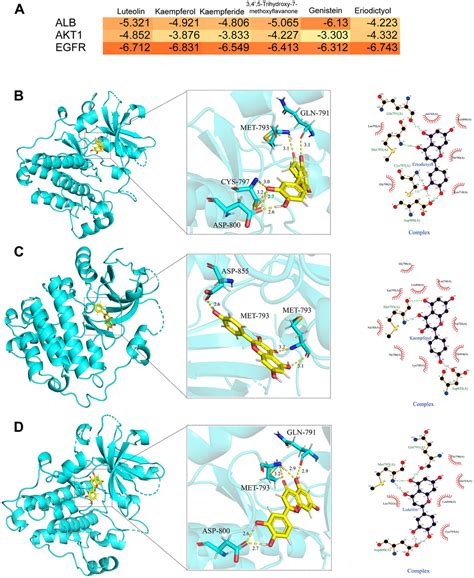 Swertia Cincta Burkill Alleviates Lps D Galn Induced Acute Liver