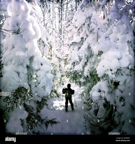 An Eight Year Old Boy Skis Through Snowy Trees Canaan Valley West