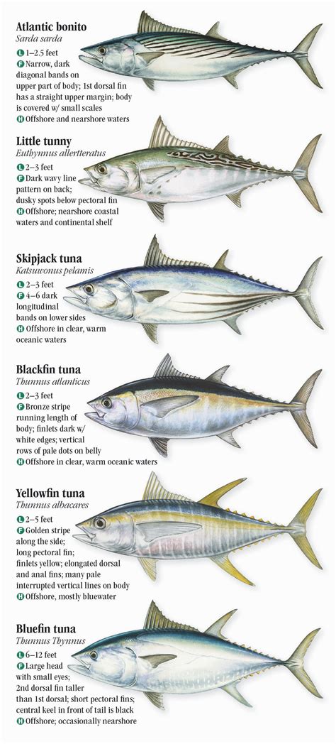 Saltwater Fishes Of North Carolina South Carolina And Georgia Quick