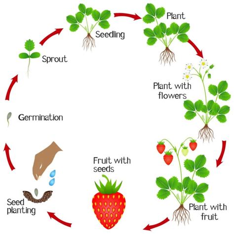 Life Cycle Of Strawberry Plants The Definitive Guide Updated