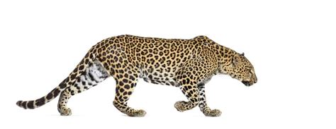 Side View Of A Spotted Leopard Walking Away Panthera Pardus Isolated