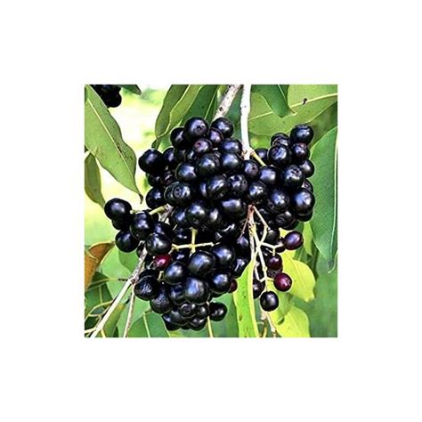 Syzygium Cumini Black Jamun Plant