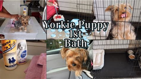 Lexi Yorkie Puppy First Bath HOW TO BATHE A YORKIE PUPPY YouTube