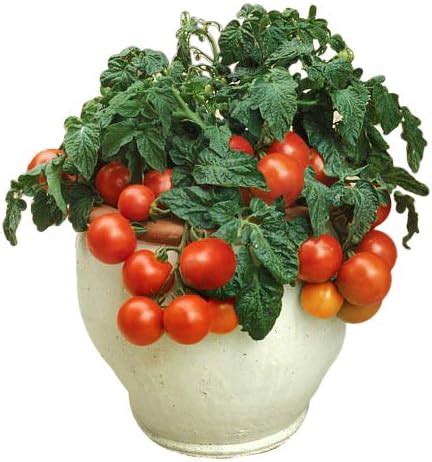 Amazon RAISE ME UP Seeds Red Indoor Dwarf Tomato Determinate Non