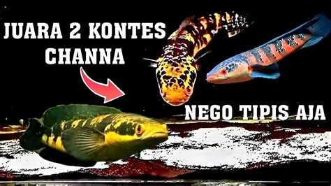 JUAL IKAN CHANNA JUARA KONTES UPDATE HARGA IKAN CHANNA DI PASAR IKAN