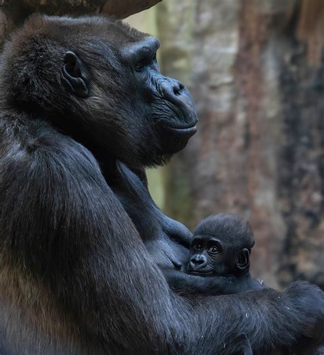 This gorilla is 50 years old and still nursing orphans. Why?