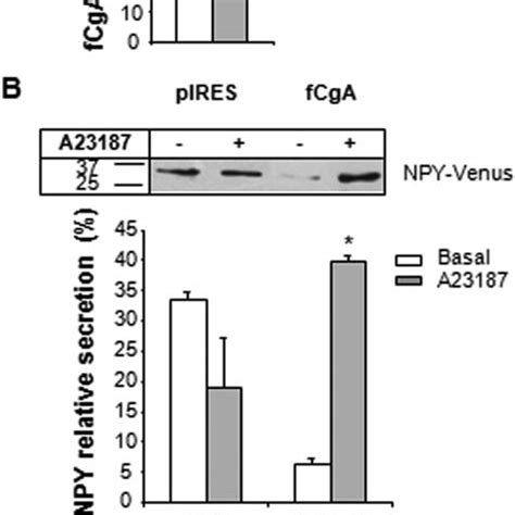 Regulated Secretion In CgA Expressing COS 7 Cells A Western Blot