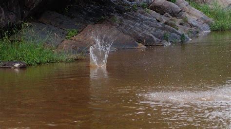 Free Images Water River Wildlife Stream Rapid 2736x1536 35252