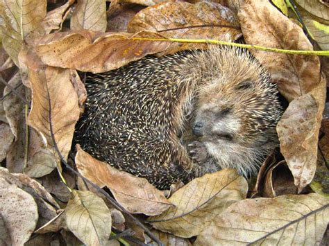 8 Hibernating Animals Climate Change Could Wake Up