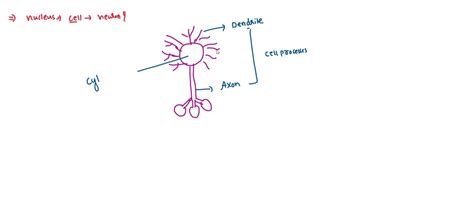 solvedthe trigger zone   neuron consists