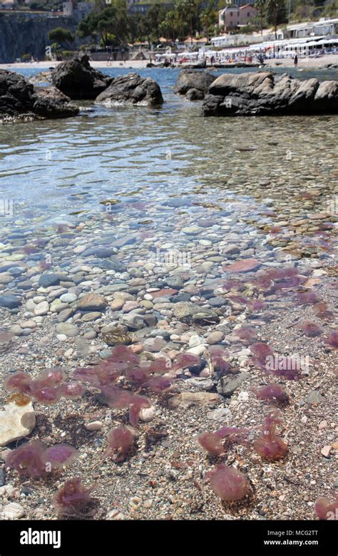 Jellyfish Taormina Beach Sicily Stock Photo Alamy