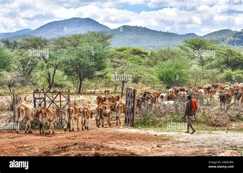 Maasai cattle hi-res stock photography and images - Alamy