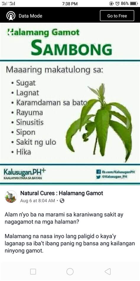 Halamang gamot | Good Info Net