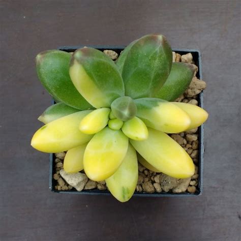 Pachyphytum Compactum Variegata Plantes Sunnyplants