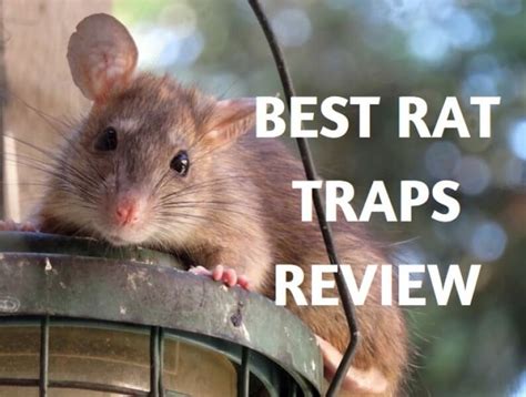 Top 6 Best Electronic Rat Traps That Work Effectively And Quickly