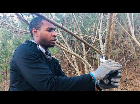 How To Prune An Overgrown Peach Tree Hayfarmguy