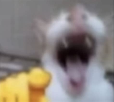 Goofy Ass GYATTT Instant Sound Effect Button Myinstants