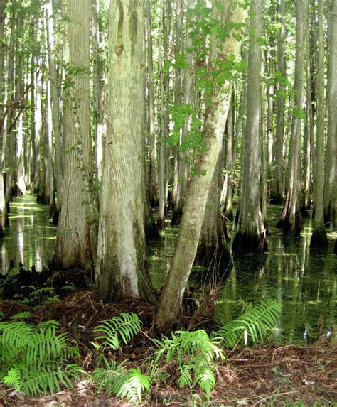 Florida Swamp Smithsonian Photo Contest Smithsonian Magazine