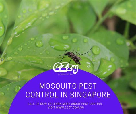 Mosquito Prevention Singapore Ezzy Pest Control By Ezzy Pest