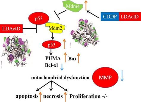 Actinomycin D Synergistically Enhances The Cytotoxicity Of Cddp On Kb