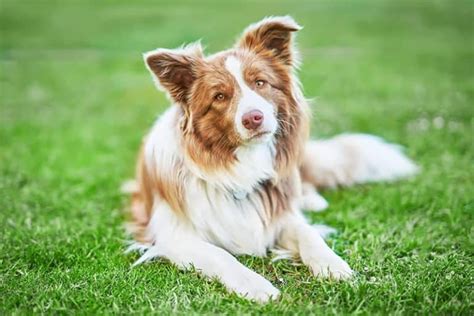 Karma dla Border Collie jak karmić szczeniaka i dorosłego psa