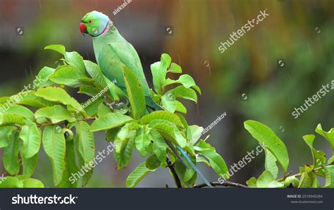 Photos Wild Animals Their Natural Habitat Stock Photo 2018940284 ...