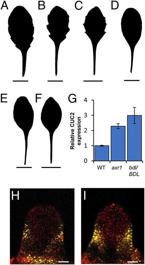 Model For The Regulation Of Arabidopsis Thaliana Leaf Margin