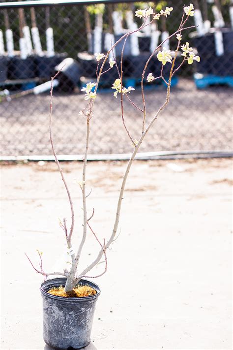 Pussy Willow French Dutch Growers Saskatoon