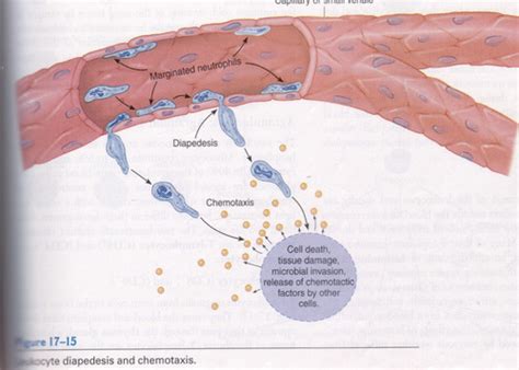 Leukocytes Hemostasis Flashcards Quizlet