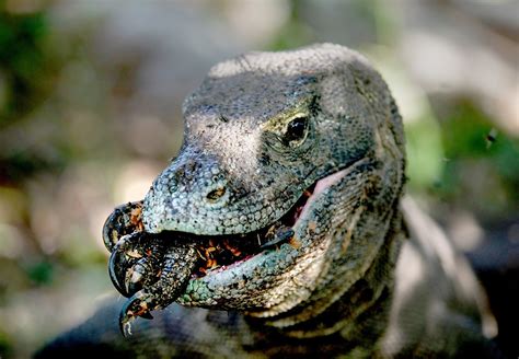 This Komodo Dragon just finished eating another Komodo Dragon : r/natureismetal