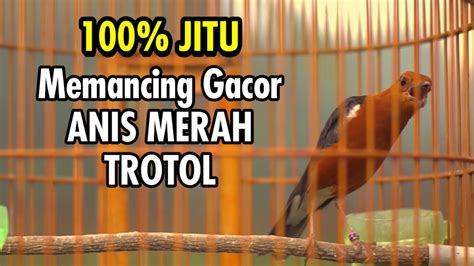 100 JITU Buat TERAPI Anis Merah PAGI Sampai SORE Dengan SUITAN